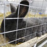 26.01.2020. Kielce. Wystawa królików w Targach Kielce / Jarosław Kubalski / Radio Kielce