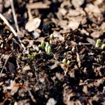 21.01.2020. Kielce. Ogród botaniczny. Przebiśniegi / Jarosław Kubalski / Radio Kielce