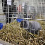 26.01.2020. Kielce. Wystawa królików w Targach Kielce / Jarosław Kubalski / Radio Kielce