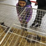 26.01.2020. Kielce. Wystawa królików w Targach Kielce / Jarosław Kubalski / Radio Kielce