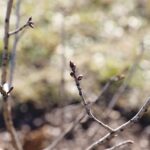 21.01.2020. Kielce. Ogród botaniczny. Wawrzynek wilcze łyko / Jarosław Kubalski / Radio Kielce