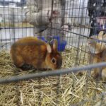 26.01.2020. Kielce. Wystawa królików w Targach Kielce / Jarosław Kubalski / Radio Kielce