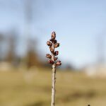 21.01.2020. Kielce. Ogród botaniczny. Wawrzynek wilcze łyko / Jarosław Kubalski / Radio Kielce