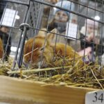 26.01.2020. Kielce. Wystawa królików w Targach Kielce / Jarosław Kubalski / Radio Kielce