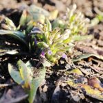 21.01.2020. Kielce. Ogród botaniczny. Miodunka wąskolistna / Jarosław Kubalski / Radio Kielce