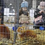 26.01.2020. Kielce. Wystawa królików w Targach Kielce / Jarosław Kubalski / Radio Kielce