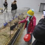 26.01.2020. Kielce. Wystawa królików w Targach Kielce / Jarosław Kubalski / Radio Kielce