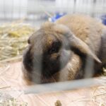 26.01.2020. Kielce. Wystawa królików w Targach Kielce / Jarosław Kubalski / Radio Kielce