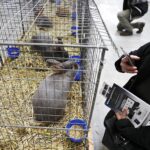 26.01.2020. Kielce. Wystawa królików w Targach Kielce / Jarosław Kubalski / Radio Kielce