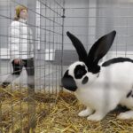 26.01.2020. Kielce. Wystawa królików w Targach Kielce / Jarosław Kubalski / Radio Kielce