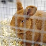 26.01.2020. Kielce. Wystawa królików w Targach Kielce / Jarosław Kubalski / Radio Kielce