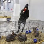 26.01.2020. Kielce. Wystawa królików w Targach Kielce. Na zdjęciu: Monika Miller - Radio Kielce / Jarosław Kubalski / Radio Kielce