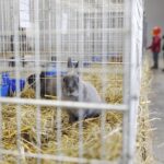 26.01.2020. Kielce. Wystawa królików w Targach Kielce / Jarosław Kubalski / Radio Kielce