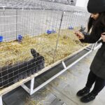 26.01.2020. Kielce. Wystawa królików w Targach Kielce. Na zdjęciu: Monika Miller - Radio Kielce / Jarosław Kubalski / Radio Kielce