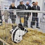 26.01.2020. Kielce. Wystawa królików w Targach Kielce / Jarosław Kubalski / Radio Kielce