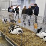 26.01.2020. Kielce. Wystawa królików w Targach Kielce / Jarosław Kubalski / Radio Kielce