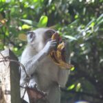 Malezja / Małgorzata Anna Jóźwiak i Marek Jóźwiak