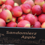 Sandomierskie jabłka / Wojciech Habdas / Radio Kielce
