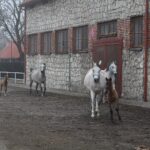 17.01.2020. Michałów. Stadnina koni / Marta Gajda / Radio Kielce