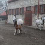 17.01.2020. Michałów. Stadnina koni / Marta Gajda / Radio Kielce