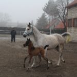 17.01.2020. Michałów. Stadnina koni / Marta Gajda / Radio Kielce
