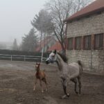 17.01.2020. Michałów. Stadnina koni / Marta Gajda / Radio Kielce