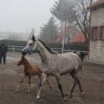 17.01.2020. Michałów. Stadnina koni / Marta Gajda / Radio Kielce