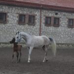 17.01.2020. Michałów. Stadnina koni / Marta Gajda / Radio Kielce