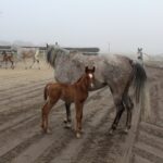 17.01.2020. Michałów. Stadnina koni / Marta Gajda / Radio Kielce