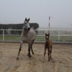 17.01.2020. Michałów. Stadnina koni / Marta Gajda / Radio Kielce