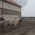 17.01.2020. Michałów. Stadnina koni / Marta Gajda / Radio Kielce