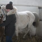 17.01.2020. Michałów. Stadnina koni / Marta Gajda / Radio Kielce