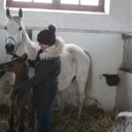 17.01.2020. Michałów. Stadnina koni / Marta Gajda / Radio Kielce