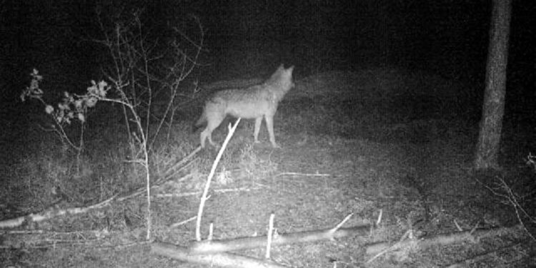 Wilk złapany w fotopułapkę w lasach Nadleśnictwa Kielce / Nadleśnictwo Kielce
