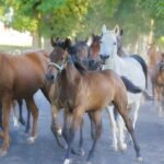 07.08.2019 Michałów. Stadnina koni. Konie / Jarosław Kubalski / Radio Kielce