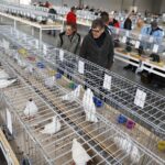 25.01.2020 Kielce. Targi Kielce. Krajowa wystawa gołębi i drobnego inwentarza / Jarosław Kubalski / Radio Kielce