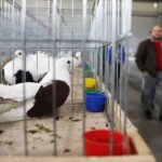 25.01.2020 Kielce. Targi Kielce. Krajowa wystawa gołębi i drobnego inwentarza / Jarosław Kubalski / Radio Kielce