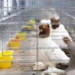 25.01.2020 Kielce. Targi Kielce. Krajowa wystawa gołębi i drobnego inwentarza / Jarosław Kubalski / Radio Kielce