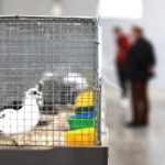 25.01.2020 Kielce. Targi Kielce. Krajowa wystawa gołębi i drobnego inwentarza / Jarosław Kubalski / Radio Kielce