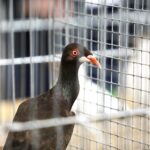 25.01.2020 Kielce. Targi Kielce. Krajowa wystawa gołębi i drobnego inwentarza / Jarosław Kubalski / Radio Kielce