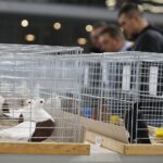 25.01.2020 Kielce. Targi Kielce. Krajowa wystawa gołębi i drobnego inwentarza / Jarosław Kubalski / Radio Kielce