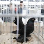 25.01.2020 Kielce. Targi Kielce. Krajowa wystawa gołębi i drobnego inwentarza / Jarosław Kubalski / Radio Kielce