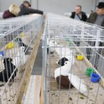 25.01.2020 Kielce. Targi Kielce. Krajowa wystawa gołębi i drobnego inwentarza / Jarosław Kubalski / Radio Kielce