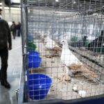 25.01.2020 Kielce. Targi Kielce. Krajowa wystawa gołębi i drobnego inwentarza / Jarosław Kubalski / Radio Kielce