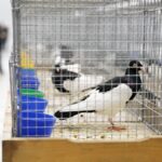 25.01.2020 Kielce. Targi Kielce. Krajowa wystawa gołębi i drobnego inwentarza / Jarosław Kubalski / Radio Kielce