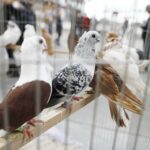 25.01.2020 Kielce. Targi Kielce. Krajowa wystawa gołębi i drobnego inwentarza / Jarosław Kubalski / Radio Kielce