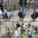 25.01.2020 Kielce. Targi Kielce. Krajowa wystawa gołębi i drobnego inwentarza / Jarosław Kubalski / Radio Kielce