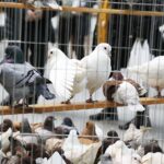 25.01.2020 Kielce. Targi Kielce. Krajowa wystawa gołębi i drobnego inwentarza / Jarosław Kubalski / Radio Kielce