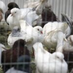 25.01.2020 Kielce. Targi Kielce. Krajowa wystawa gołębi i drobnego inwentarza / Jarosław Kubalski / Radio Kielce