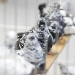 25.01.2020 Kielce. Targi Kielce. Krajowa wystawa gołębi i drobnego inwentarza / Jarosław Kubalski / Radio Kielce